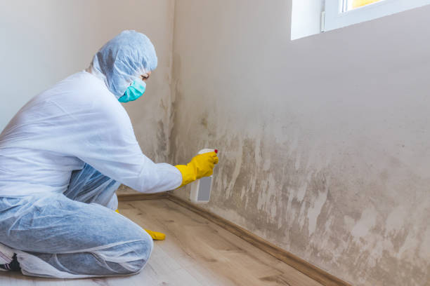 Licensed Mold Cleanup service in Roselle Park, NJ - WQB Mold Removal