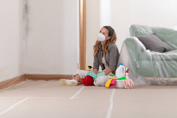 Reliable Mold Cleanup contractor in Roselle Park, NJ by WQB Mold Removal