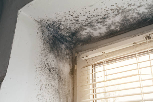 Affordable Mold Cleanup solutions in Roselle Park, NJ